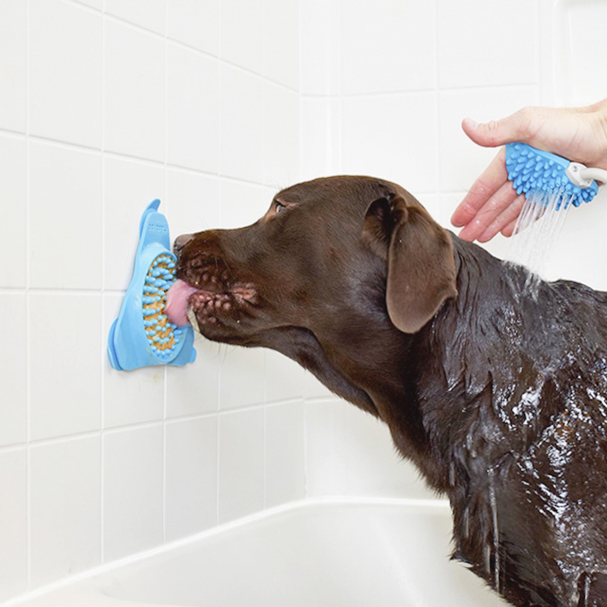 Dog bath witted peanut butter paw