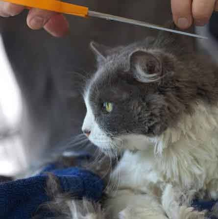 Cooling Cut for Kitty | PETS Magazine: Ask the Experts, by Desmond Chan