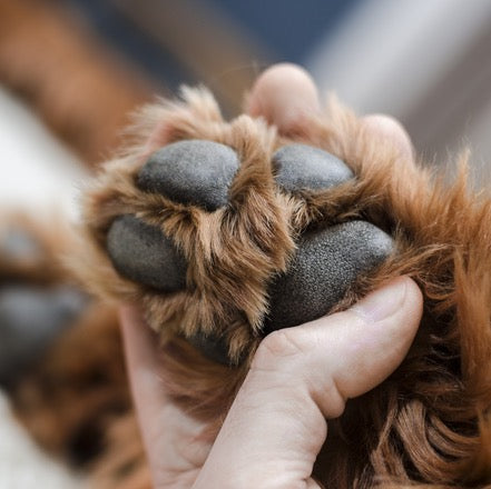 Wooly Paws | PETS Magazine: Ask the Experts, by Desmond Chan
