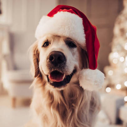 Conscious Gifting this Festive Season (Pets Edition)