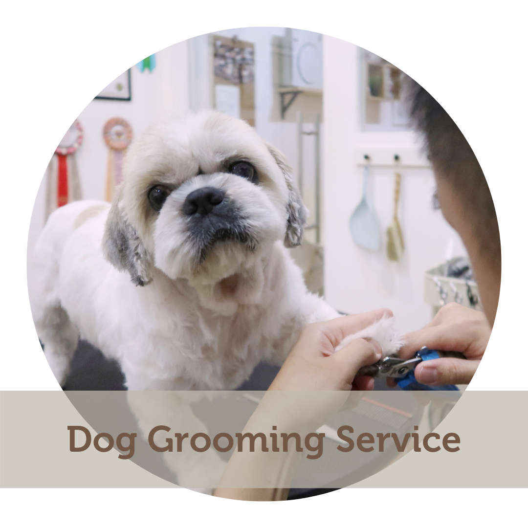 Soak - Dog Grooming