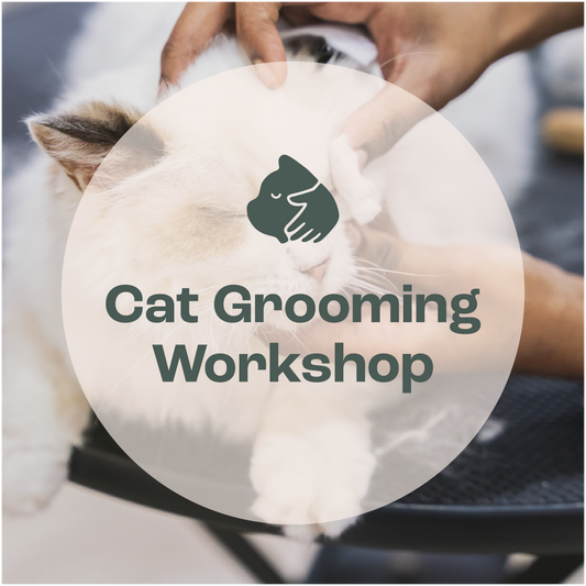 Cat Care & Grooming Essentials Workshop [Upcoming: 27/8/2023]
