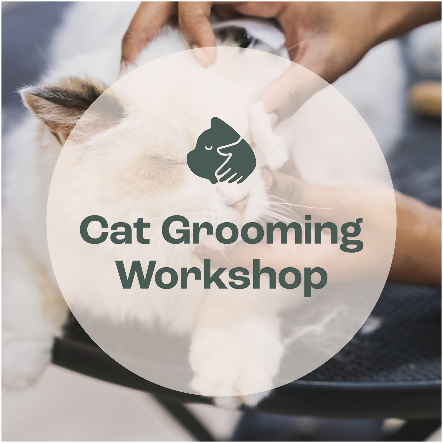 Cat Care & Grooming Essentials Workshop [Upcoming: TBC]